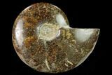 Polished Ammonite (Cleoniceras) Fossil - Madagascar #166669-1